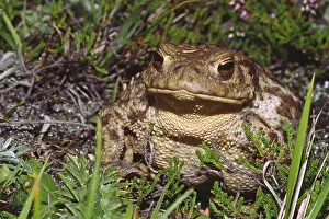 Common Toad Prints: Common toad, Bufo bufo