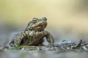 Wild Animals In North Germany Prints: Common toad (Bufo bufo), Ahlhorn