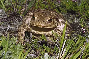 Common Toad Prints: Common Toad, Bufo Bufo, Common Toad