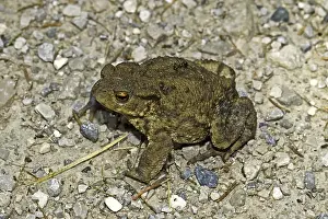 Common Toad Prints: Common Toad, Bufo Bufo, Common Toad