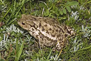 Common Toad Prints: Common Toad, Bufo Bufo, Common Toad