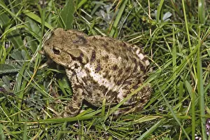Common Toad Prints: Common Toad, Bufo Bufo, Common Toad