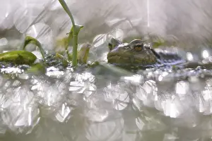 Common Toad Prints: Common toad (Bufo bufo) in forest pond