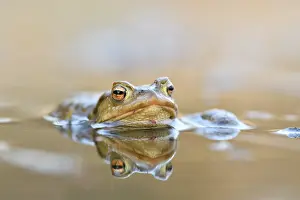 Germany Waterfront Scene Prints: Common toad (Bufo bufo-Komplex) in the water