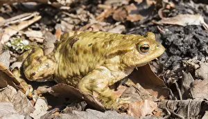 Common Toad Prints: Common toad (Bufo bufo) between leaves