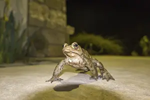 Dark Atmosphere Photography Prints: Common toad (Bufo bufo) at night on a terrace