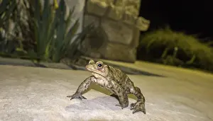Common Toad Prints: Common toad (Bufo bufo) at night on a terrace