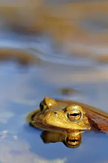 Animal Head Shot Germany Prints: Common toad (Bufo bufo) reflected in water
