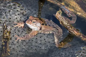 Moor Pond Wildlife Prints: Common toad (Bufo bufo) sitting in the water on spawn
