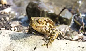 Central Europe Water Scene Prints: Common toad (Bufo bufo) on stone