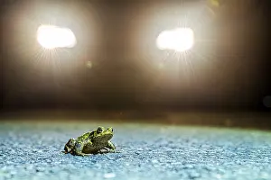 Bufo Bufo Germany Prints: Common toad (Bufo Bufo) during toad migration at night in the spotlight