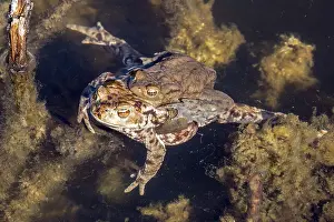 Wild Animal Reproduction Prints: Common toad (Bufo bufo) in water