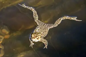 Bufo Bufo Germany Prints: Common toad (Bufo bufo) in the water