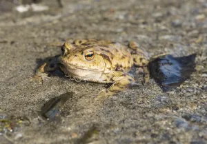 European Toad Habitat Prints: Common toad (Bufo bufo) in water