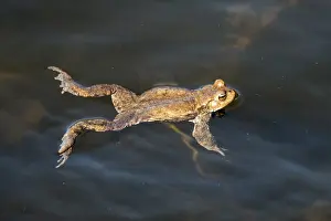 Bufo Bufo Germany Prints: Common toad (Bufo bufo) in the water