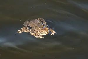 Bavaria Germany Nature Prints: Common toad (Bufo bufo) in water
