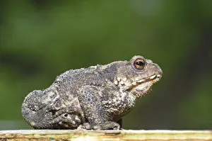 Common Toad Prints: Common Toad or European Toad (Bufo bufo)