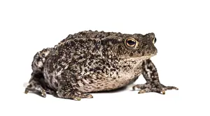 Batrachian Species Prints: Common toad, European toad, or simply the toad