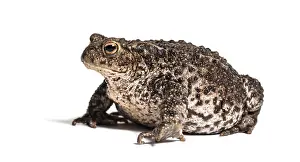 Batrachian Species Prints: Common toad, European toad, or simply the toad
