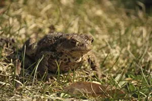 Common Toad Prints: A common toad on grass