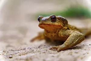 Common Toad Prints: Common toad resting on sandy ground