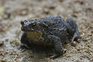 Common Toad Prints: A common toad on sandy ground
