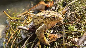 Prints of Common toads (Bufo bufo), mating at water, Stallauer Weiher, Bavaria, Germany Toad Prints: Common Toads Mating at Water, Print