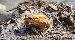 Bufo Bufo Germany Prints: Common toads (Bufo bufo), mating at water