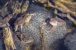 Common Toad Prints: Three common toads (Bufo bufo) sitting in the water on spawn