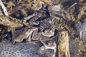 Common Toad Prints: Three common toads (Bufo bufo) sitting in the water on spawn
