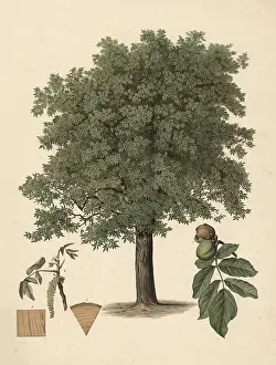 Educational Institution Signboard Prints: The common walnut, or walnut tree