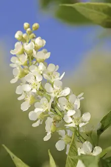 Cherry Blossom Season May Prints: Common weeping cherry (Prunus padus)