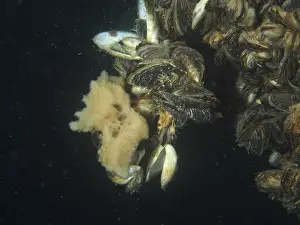 Prints of A compact freshwater sponge, river sponge (Ephydatia fluviatilis) under quagga triangular mussels (Dreissena rostriformis bugensis), invasive species Sponge Prints: A Compact Freshwater Sponge Print, Lake Constance, Switzerland