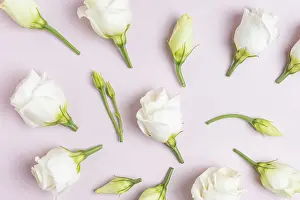 Pink Background Prints: Composition with beautiful eustoma flowers on ppink background