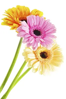 Isolated Flowers Prints: Composition with three gerberas isolated on white background