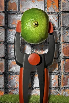 Citrus Fruit Prints: Composition: to squeeze the orange dry