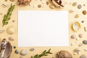 Seashell Still Life Prints: Composition with white paper sheet