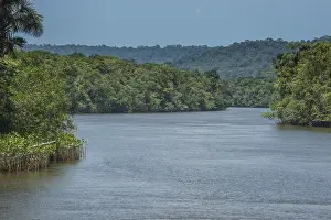 French Guiana Prints: Comte River Print, French Guiana Jungle Landscape