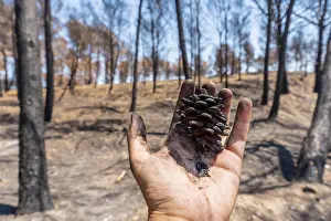 Pine Cone Prints: Cone of a burned pine in the burned forest
