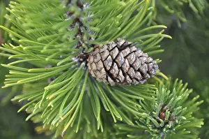 Pine Tree Photography Prints: Cones, mountain pine, pine cones