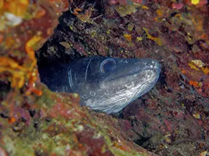 Conger Eel Prints: Conger Eel Print, Cap de Creus Marine Reserve, Spain
