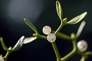 Parasitic Plant Life Prints: Conifer mistletoe, mistletoe, pine mistletoe