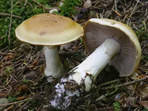 German Federal Republic Plants Prints: Contrary webcap (Cortinarius varius)