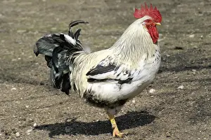 Farm Animal Photos Prints: Cook