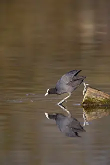 No People Waterfront Scene Germany Prints: A coot reflected in the water surface
