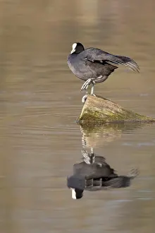 Coot Reflected in Water Print, Ruhrpott, Germany