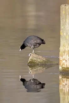 Central Europe Bird Life Prints: A coot reflected in the water surface