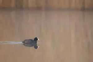 Central Europe Deserted Spot Prints: A coot reflected in the water surface