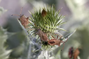 Prints of Coreus marginatus, leather bug, marginal bug Hemiptera Prints: Coreus marginatus Print - Leather Bug