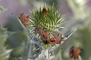 Prints of Coreus marginatus, leather bug, marginal bug Hemiptera Prints: Coreus marginatus Print - Leather Bug